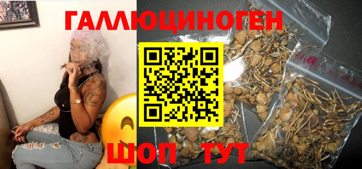 Галлюциногенные грибы Psilocybe Кувандык